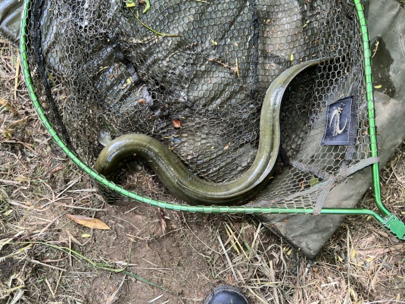 Yellow eel - AS from Roydon